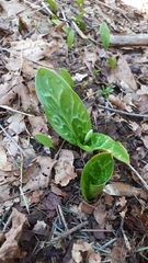 Erythronium revolutum
