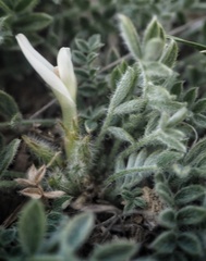 Astragalus rupifragus