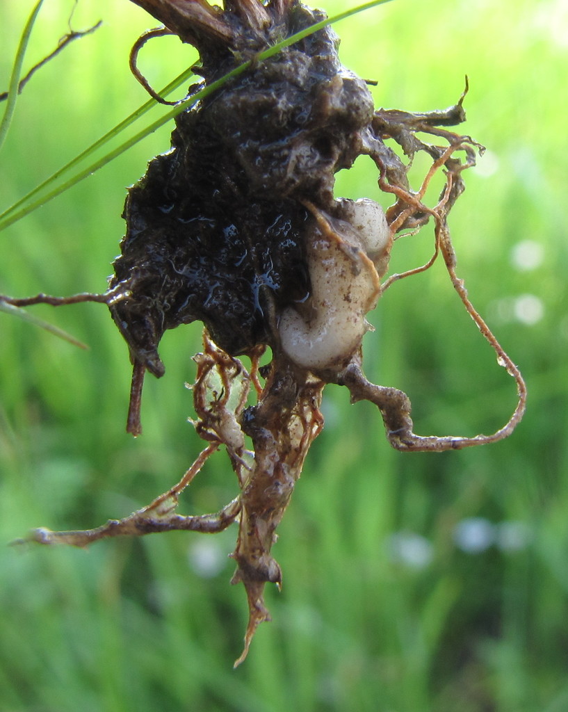 Entorrhizomycota