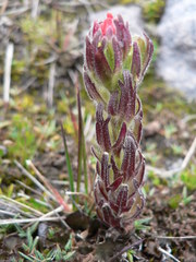 Castilleja nubigena
