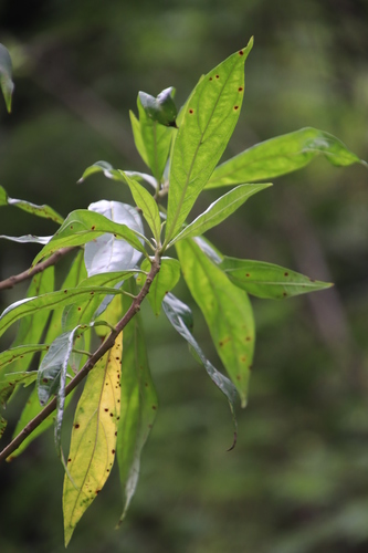 Heteropyxis canescens, photograph 3