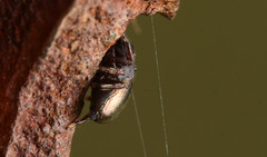 Sassacus cyaneus