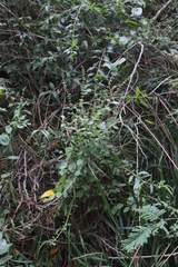 Endostemon obtusifolius