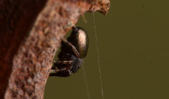 Sassacus cyaneus