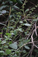 Endostemon obtusifolius
