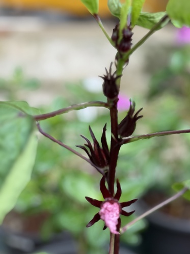 Sorrel