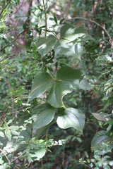 Dioscorea dregeana