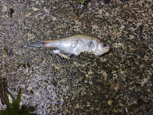 Taiwan bitterling (Tanakia himantegus) — Cyprinidae — 3