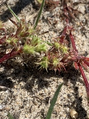 Lastarriaea coriacea