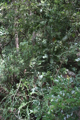 Dioscorea dregeana
