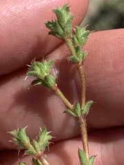 Lastarriaea coriacea