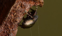 Sassacus cyaneus