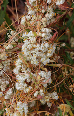 Cuscuta indecora