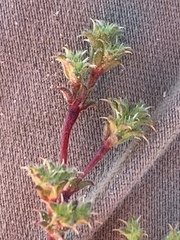 Lastarriaea coriacea