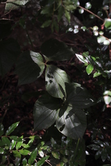 Dioscorea dregeana