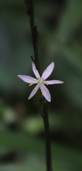 Chlorophytum bowkeri
