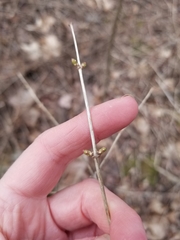 Lonicera canadensis