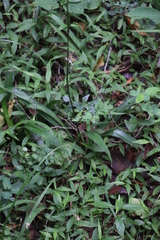 Chlorophytum bowkeri