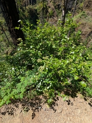 Viburnum ellipticum, photograph (c) David Anderson, some rights reserved (CC BY)