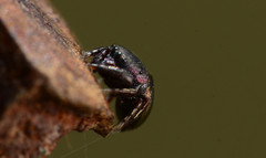 Sassacus cyaneus