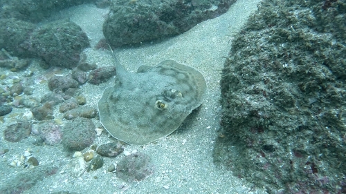 Urobatis concentricus
