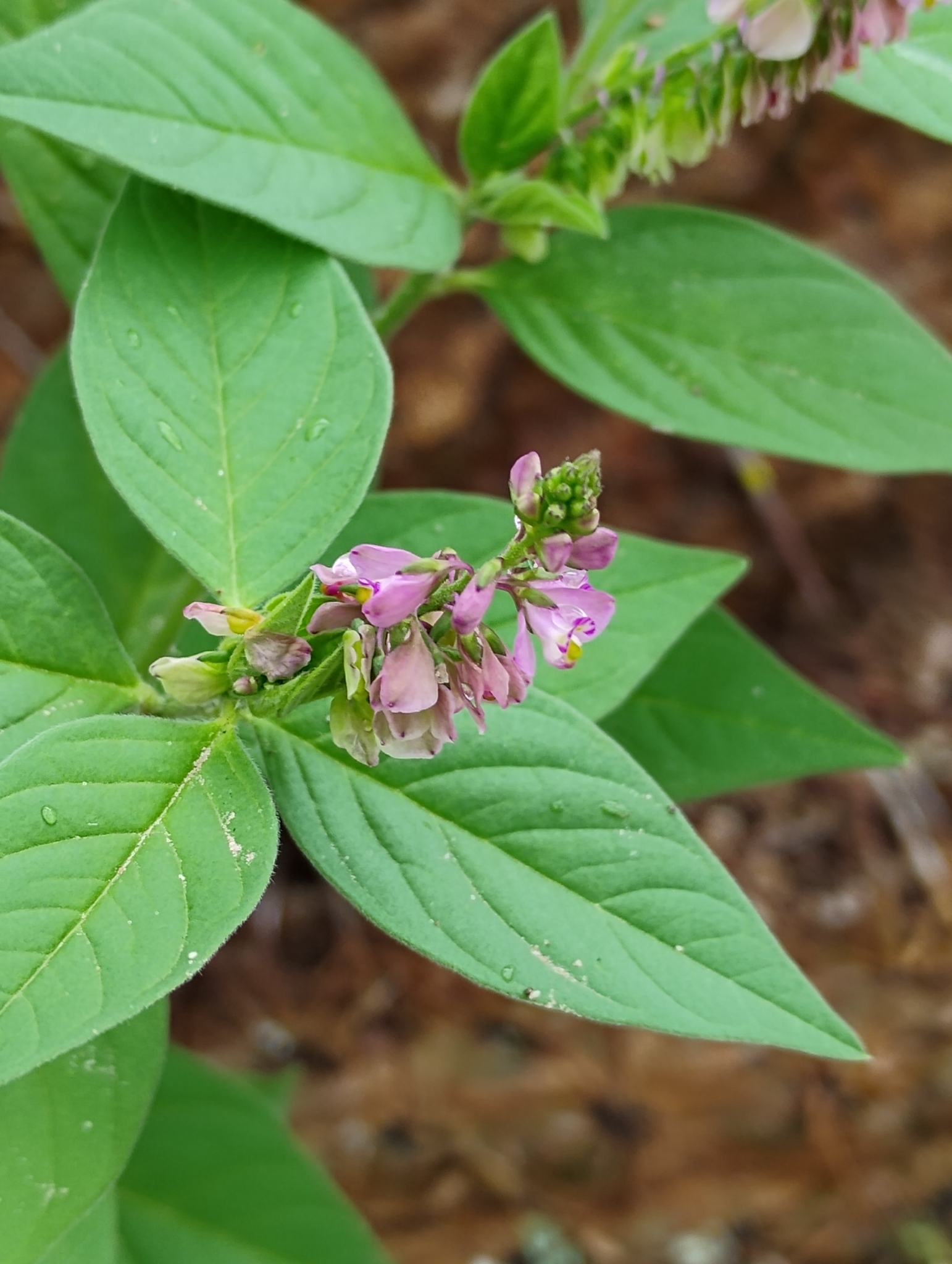 Imagem de Asemeia violacea