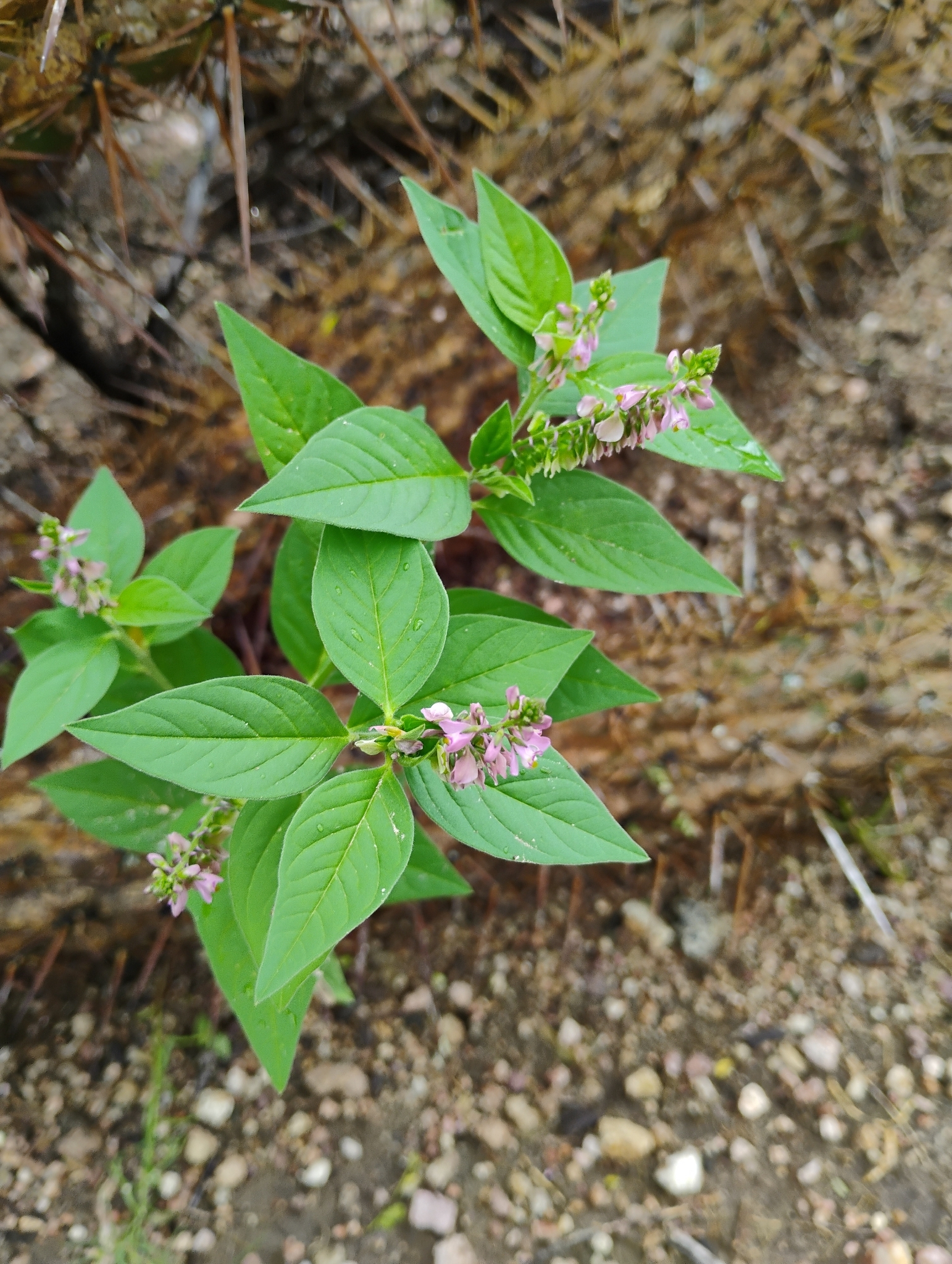 Imagem de Asemeia violacea