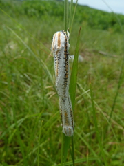 Azygophleps scalaris