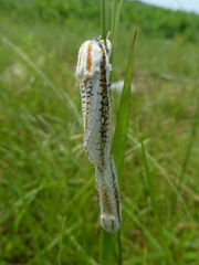 Azygophleps scalaris