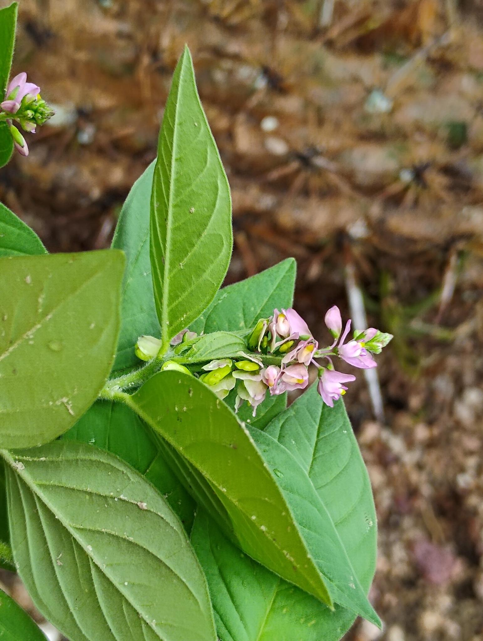 Imagem de Asemeia violacea