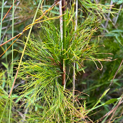 Baloskion tetraphyllum, photograph (c) James K. Douch, some rights reserved (CC BY-SA)