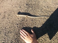 Elgaria multicarinata scincicauda