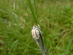 Azygophleps scalaris