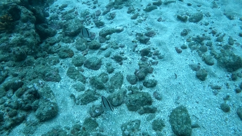 Chaetodon humeralis