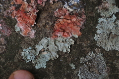 Bionectriaceae