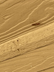 Macrocentrinae