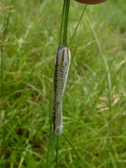 Azygophleps scalaris