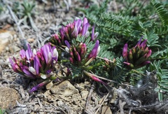 Astragalus suprapilosus