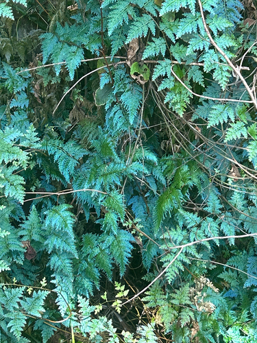 Selaginella willdenowii, photograph 6