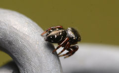 Phidippus clarus