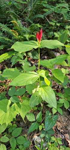 Woodland Pinkroot