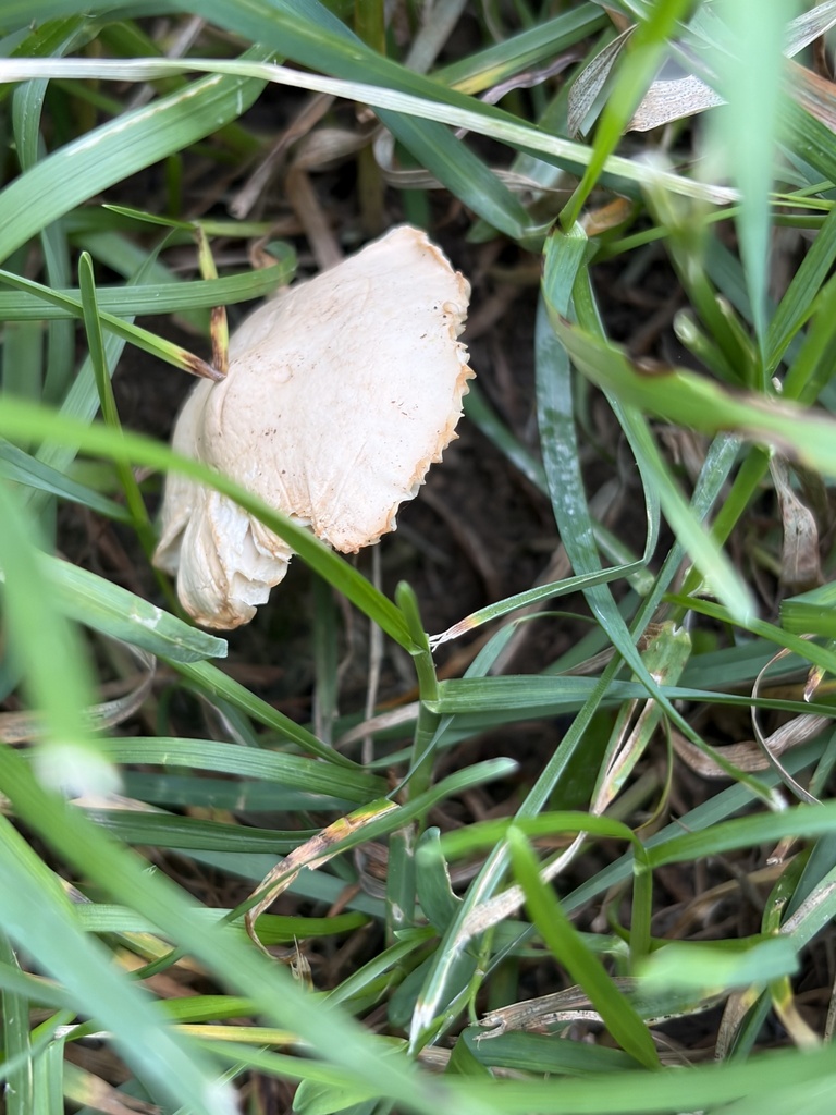 Marasmius oreades · May 2026 · photo: © julietrav24 (iNaturalist, cc-by)