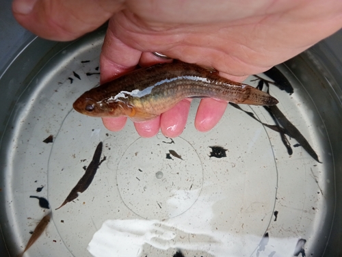 Striped gudgeon (Gobiomorphus australis) — Eleotridae — 2