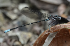 Argia pulla