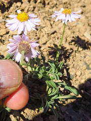Erigeron leiomerus