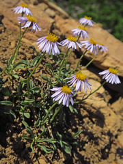Erigeron leiomerus