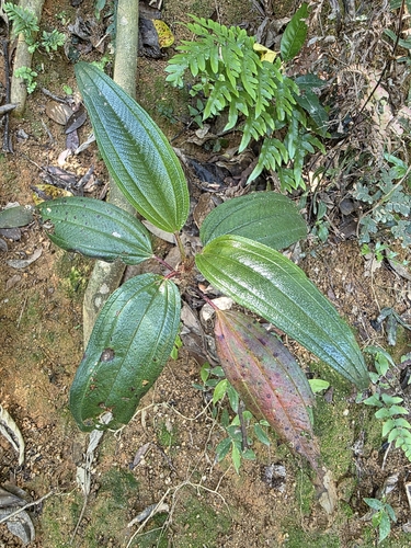 Melastoma sanguineum, photograph 3