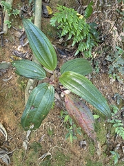 Melastoma sanguineum, photograph (c) Jeffrey Lee (he/him/his), some rights reserved (CC BY)