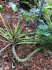 Thaumatophyllum bipinnatifidum