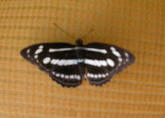 Athyma pravara